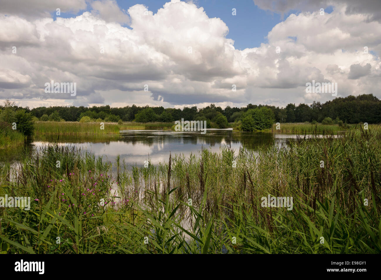 Potteric Carr Nature Reserve, Doncaster, North Yorkshire. Yorkshire Wildlife Trust. Stock Photo