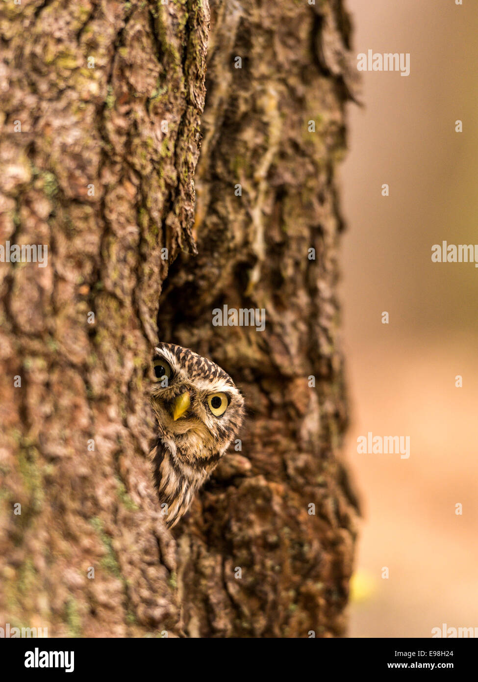 Little Owl [Athene Noctua] peering from a tree hollow. Stock Photo