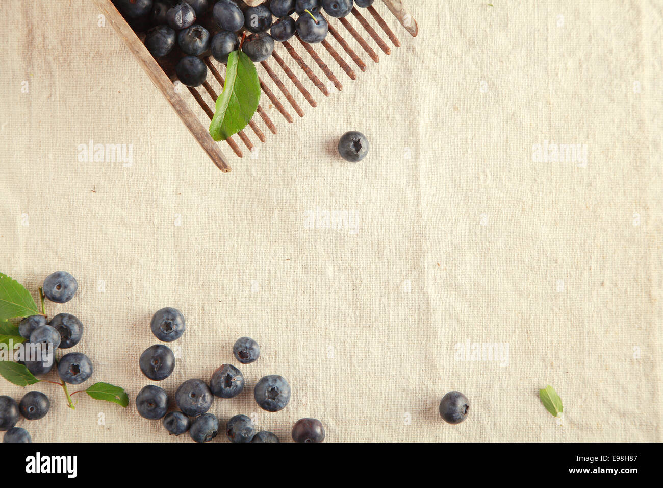 Plenty Sweet Blue Berries on Off White Table Cloth Stock Photo