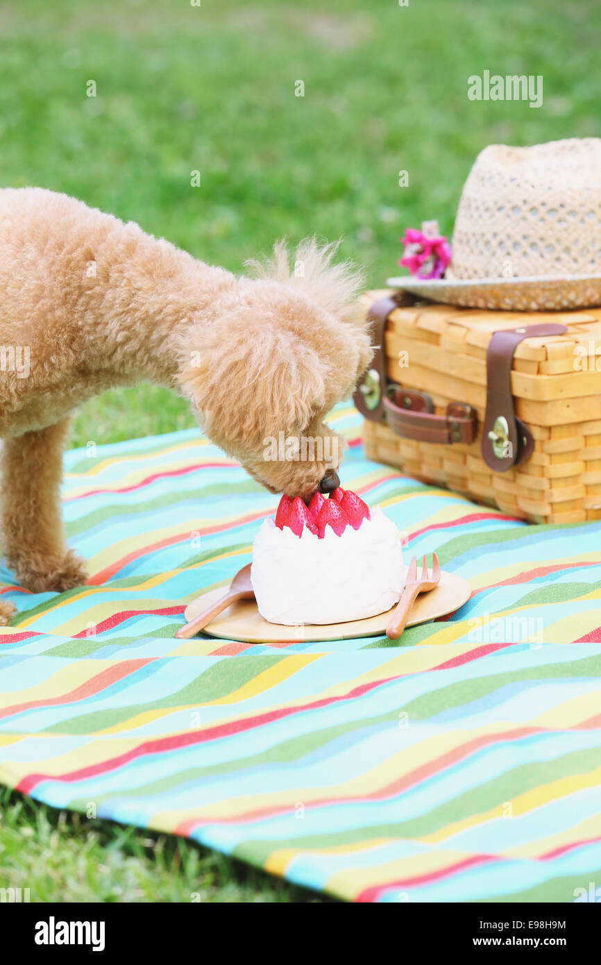 Toy poodle in a park Stock Photo