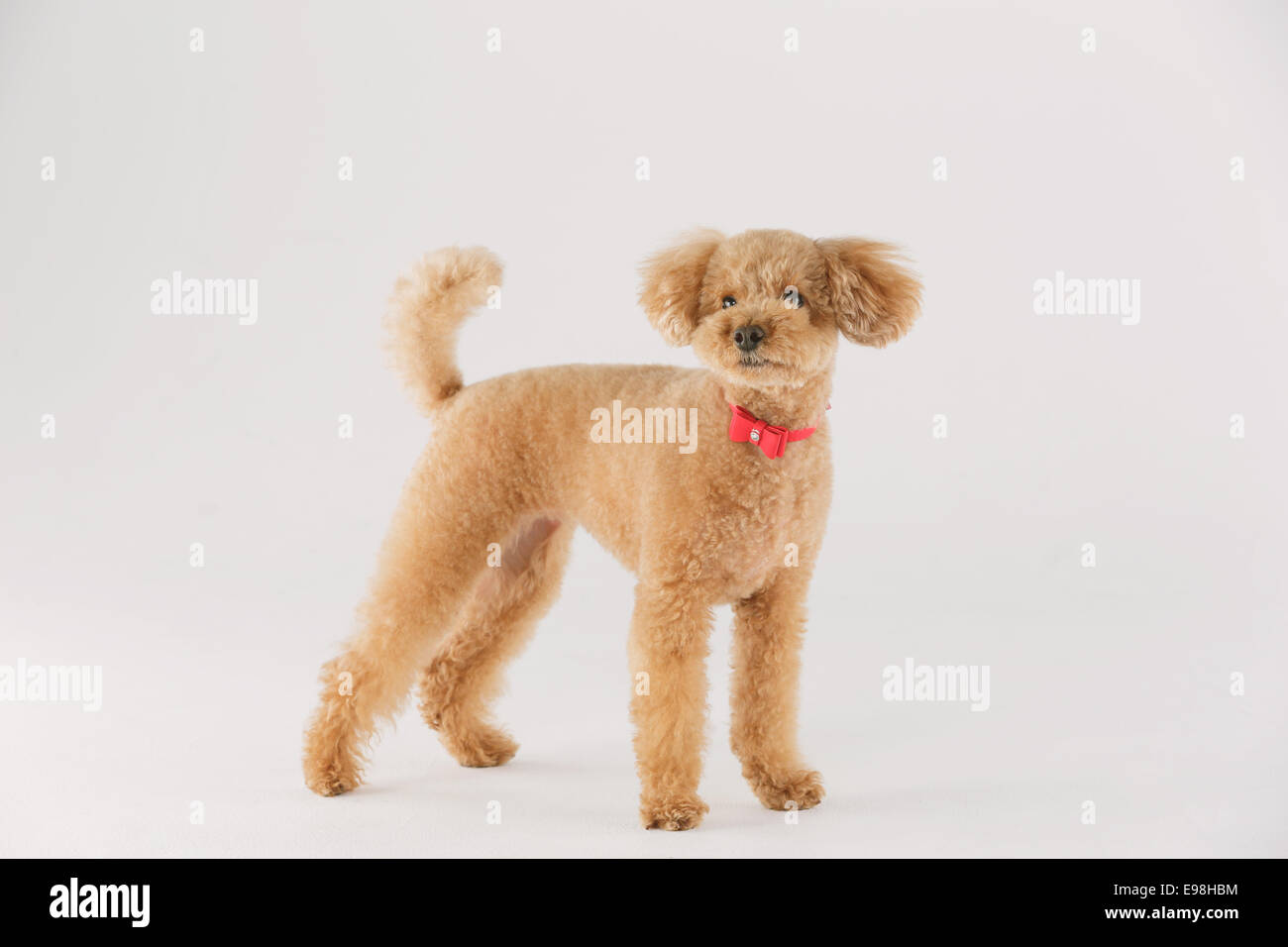 Groomed Toy Poodle posing on white background Stock Photo - Alamy