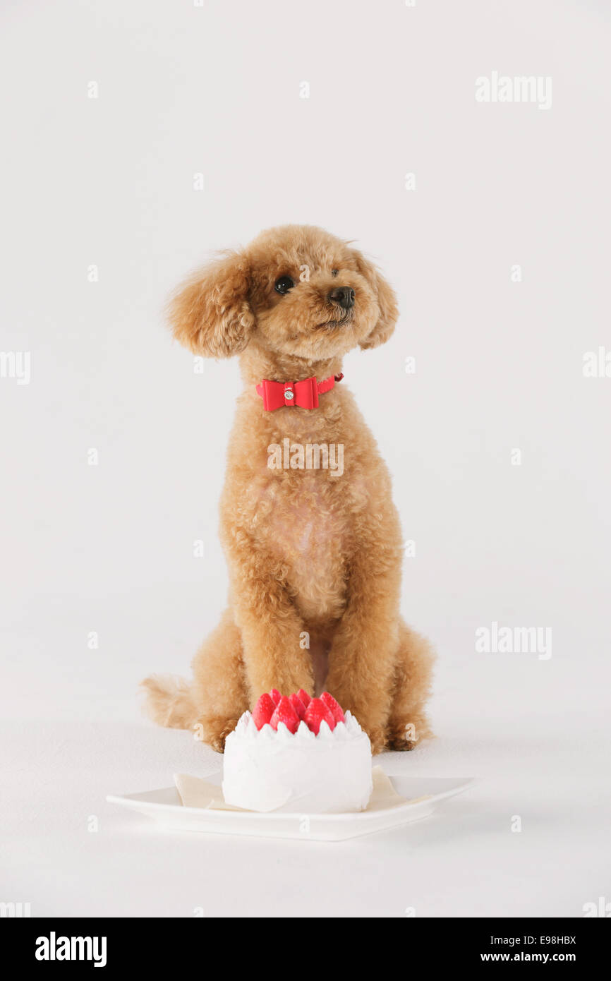 Toy poodle Stock Photo