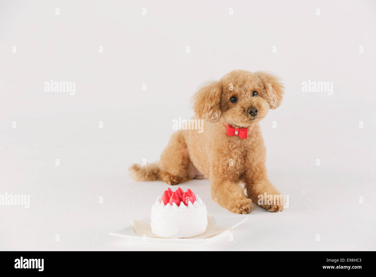 Toy poodle Stock Photo