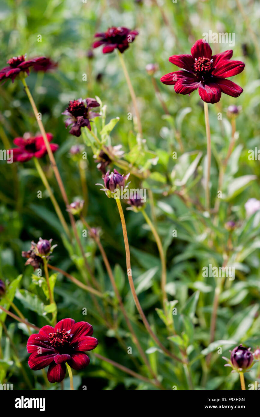 Beautiful purple petals of flowers in provencal field. MouansSartoux