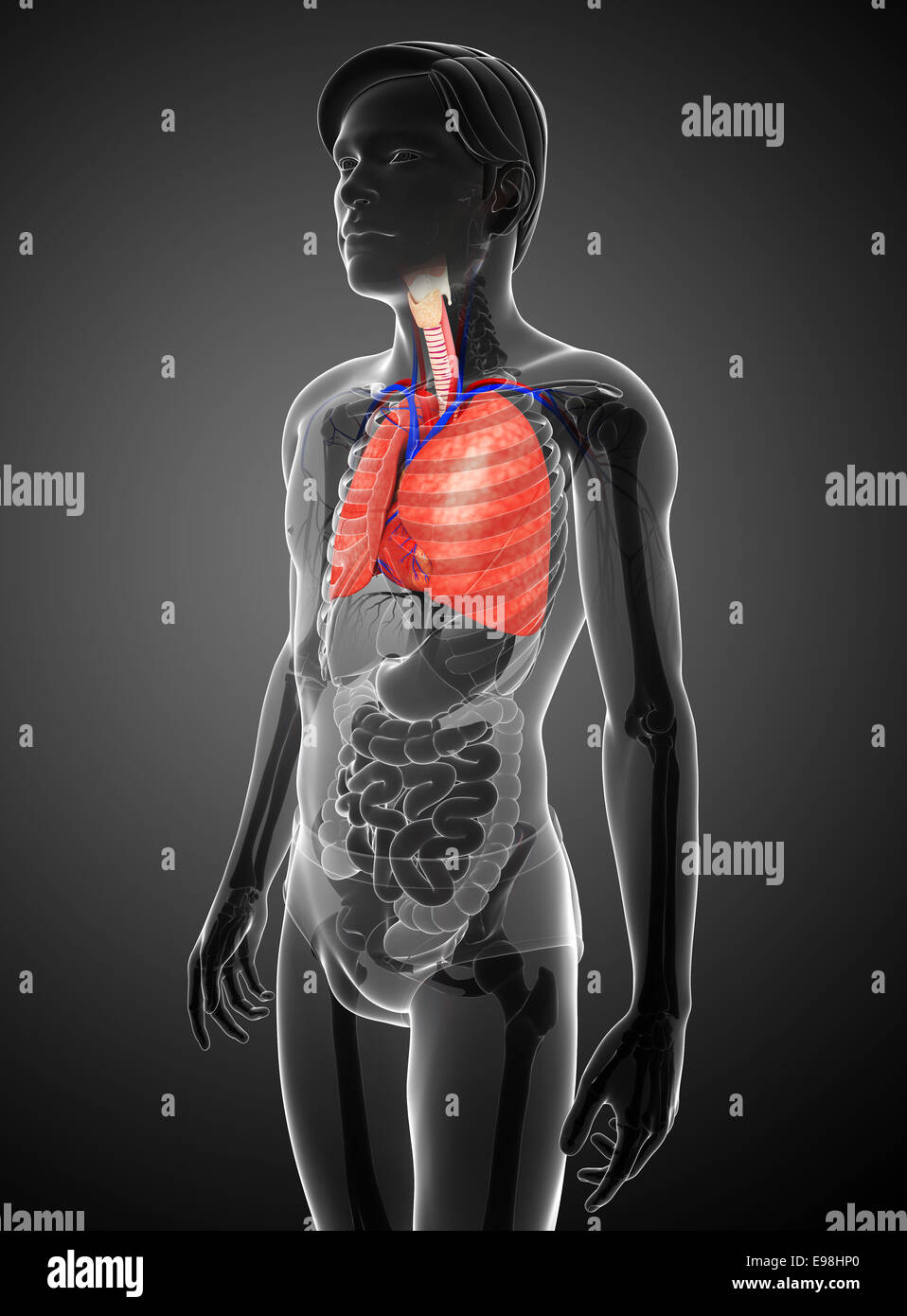 Illustration of male lungs anatomy Stock Photo - Alamy