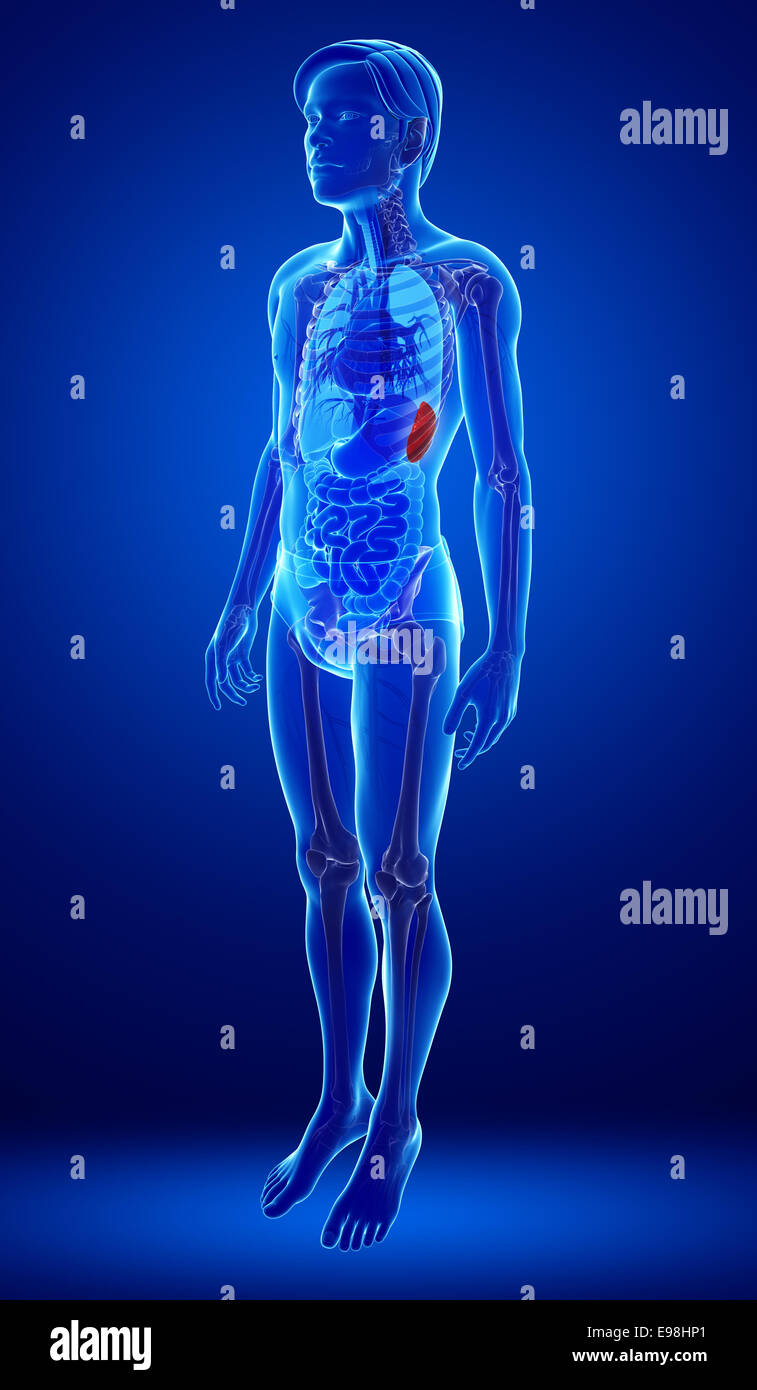 Illustration of male spleen anatomy Stock Photo - Alamy