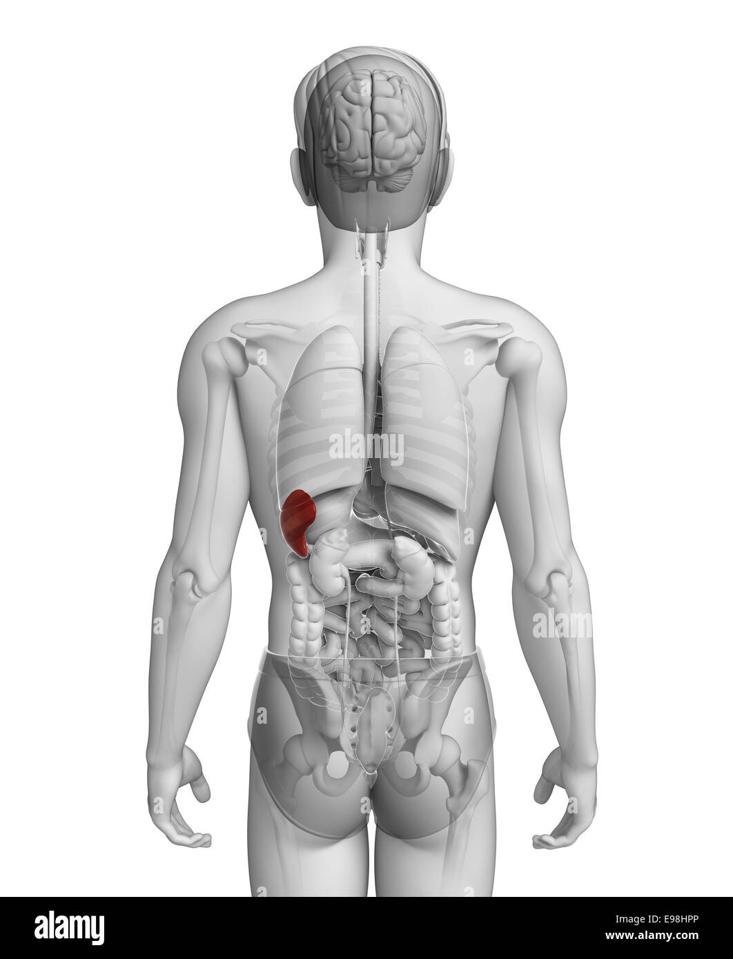 Illustration of male spleen anatomy Stock Photo Alamy