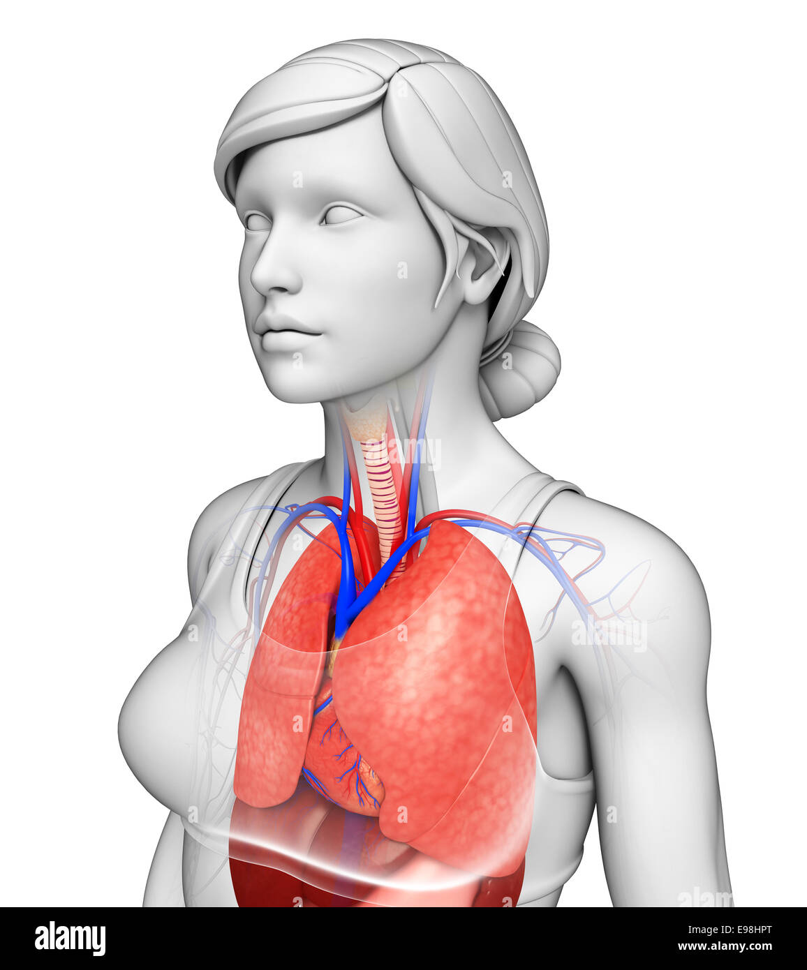 Illustration of male lungs anatomy Stock Photo Alamy