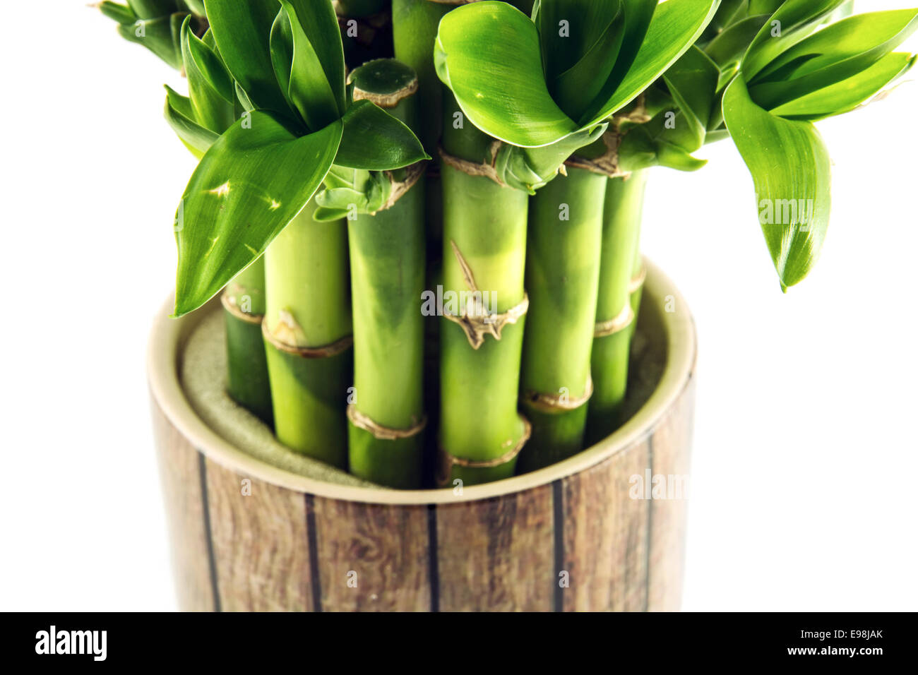 Detail of lucky bamboo plant. Natural theme. Stock Photo