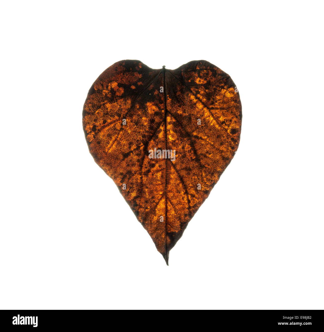 Dry leaf in shape heart isolated on white background Stock Photo - Alamy