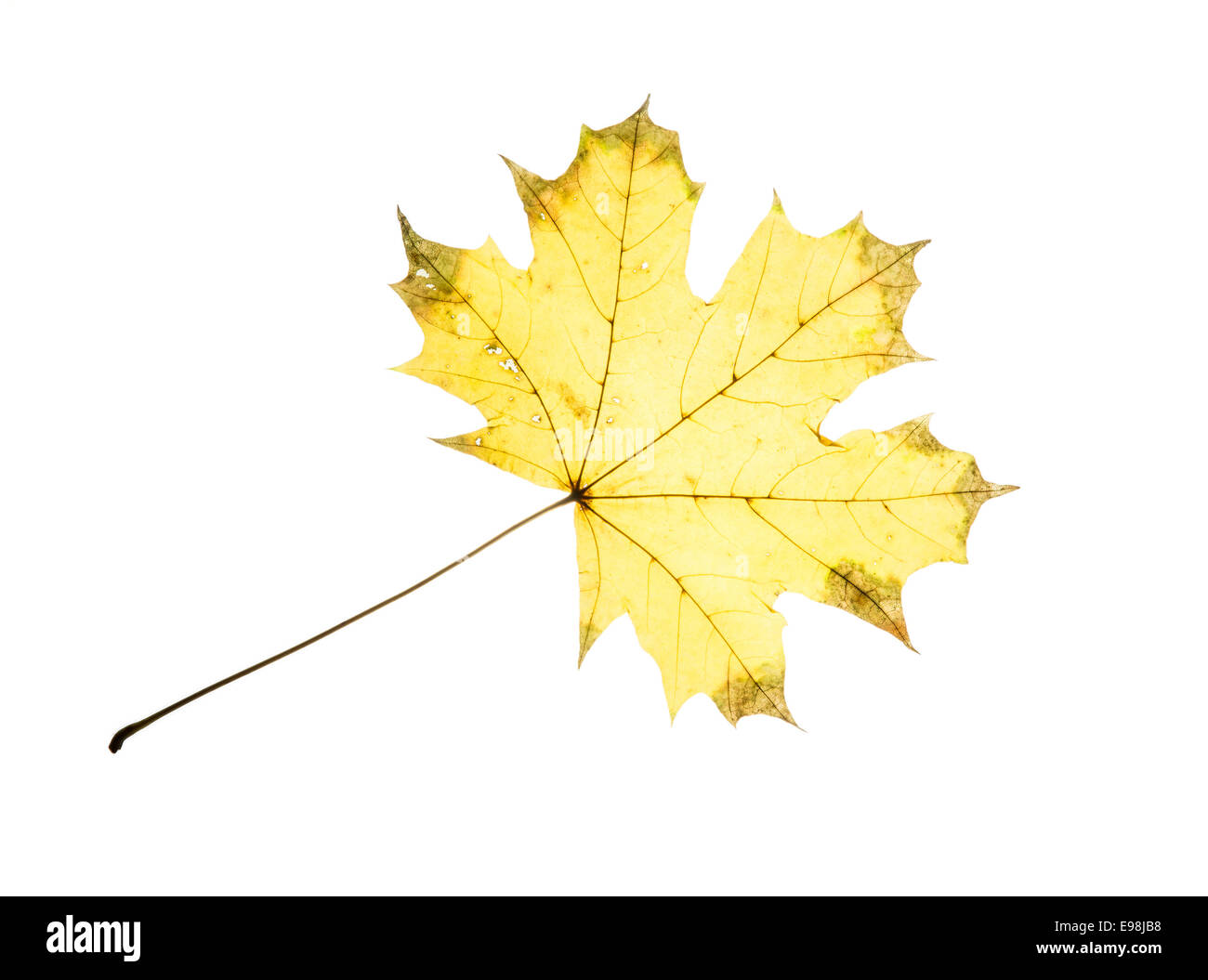 Yellow autumn maple leaf isolated on a white background Stock Photo - Alamy