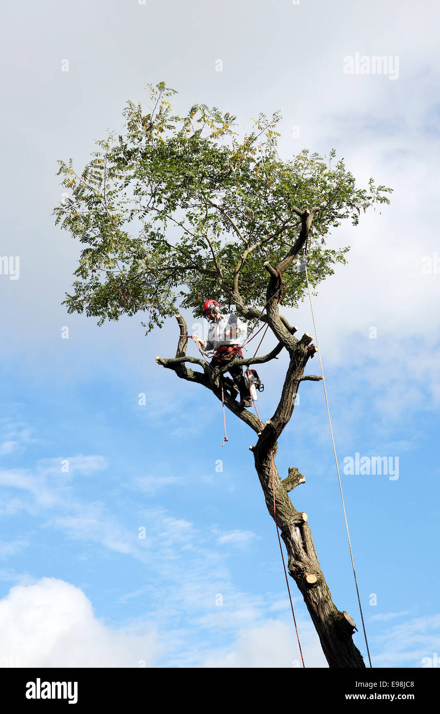 A tree surgeon lumberjack works up a tree cutting off branches and and