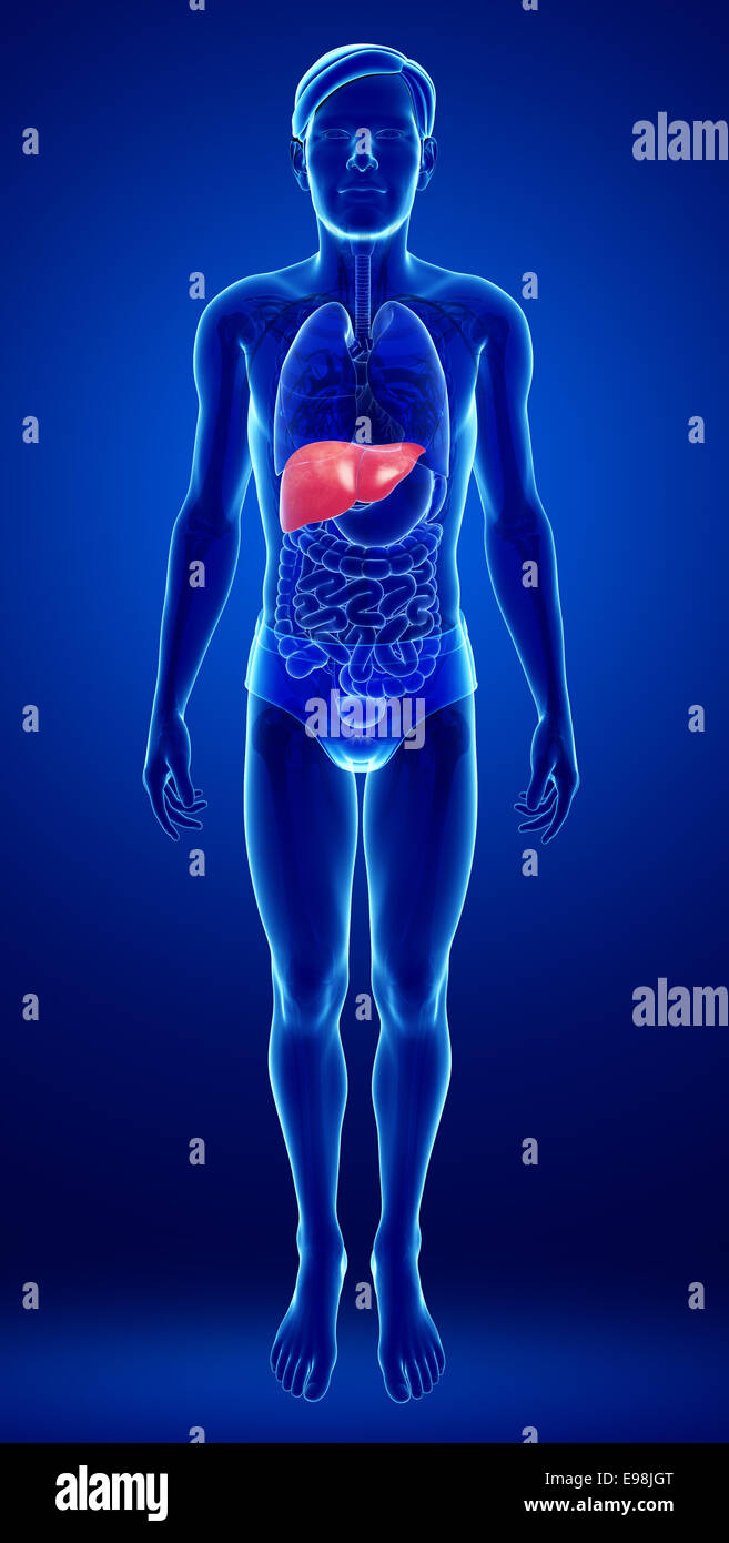 Illustration of male liver anatomy Stock Photo - Alamy