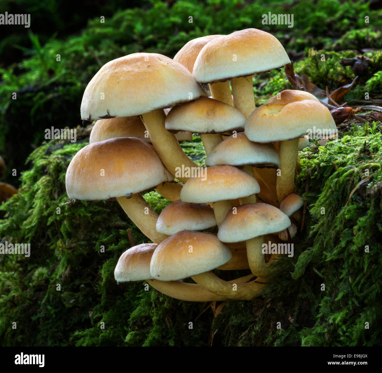 Hypholoma fasciculare, commonly known as the sulphur tuft Stock Photo