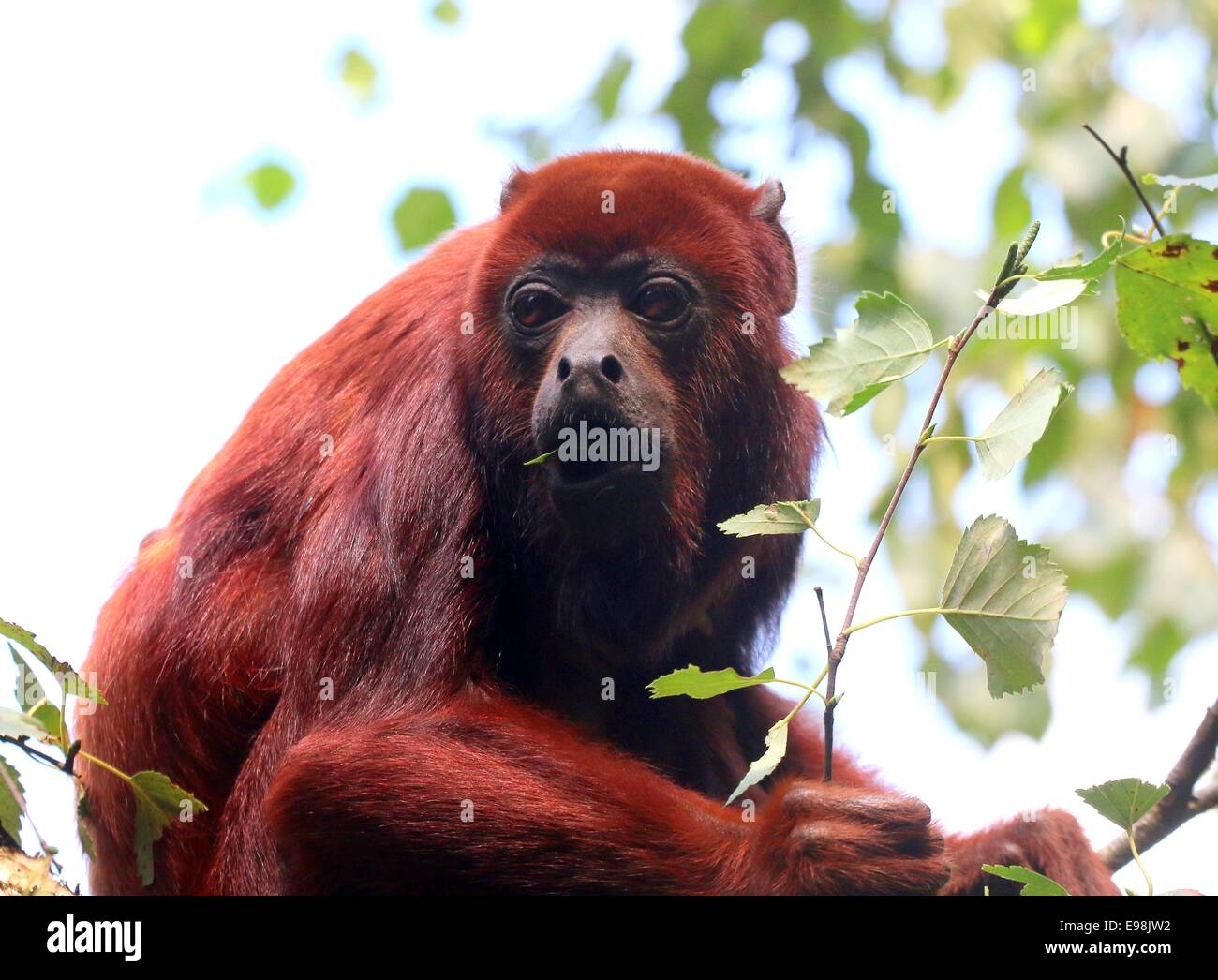 Venezuelan red howler monkey (Alouatta seniculus) in a tree, feeding on leaves Stock Photo