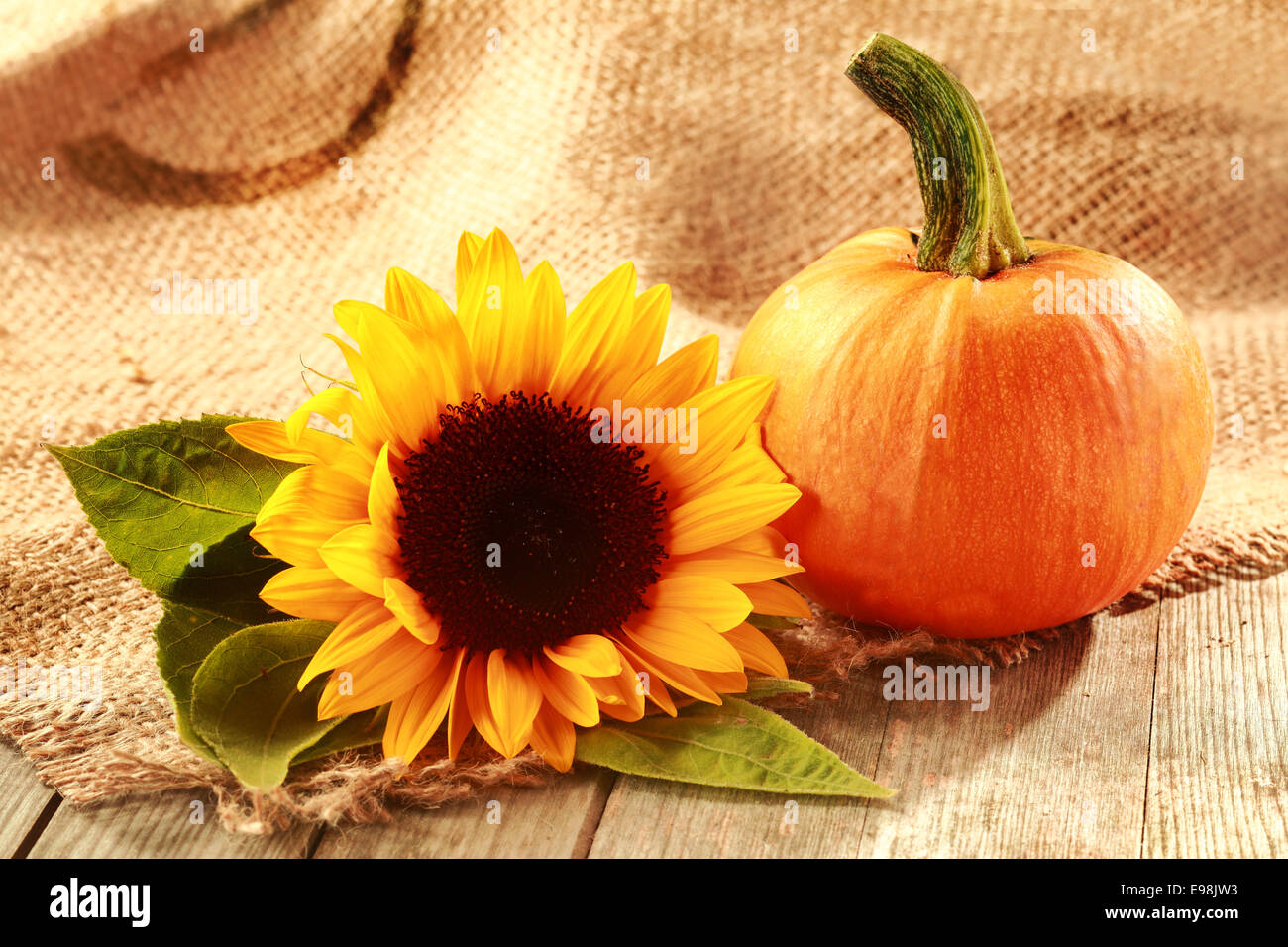 Rustic Thanksgiving background with copyspace and a colorful yellow sunflower with a fresh pumpkin on woven hessian textile Stock Photo