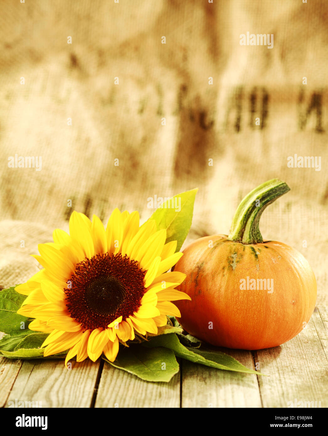 Thanksgiving or autumn background of a bright yellow sunflower and fresh pumpkin or orange squash on rustic wooden boards with a textured brown and beige background with large copyspace Stock Photo