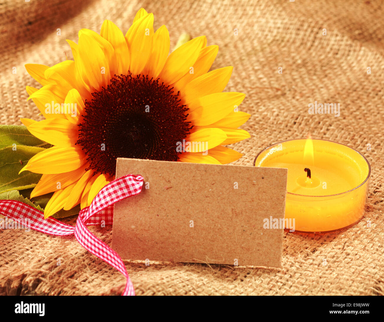 Festive Christmas sunflower background with a vibrant yellow fresh sunflower and burning orange candle with a blank gift tag or Stock Photo