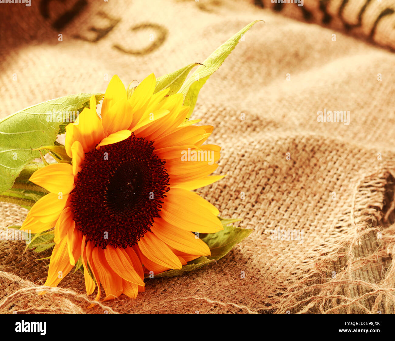 Colorful country background with a bright yellow sunflower lying on a piece of natural fiber woven burlap with copyspace Stock Photo