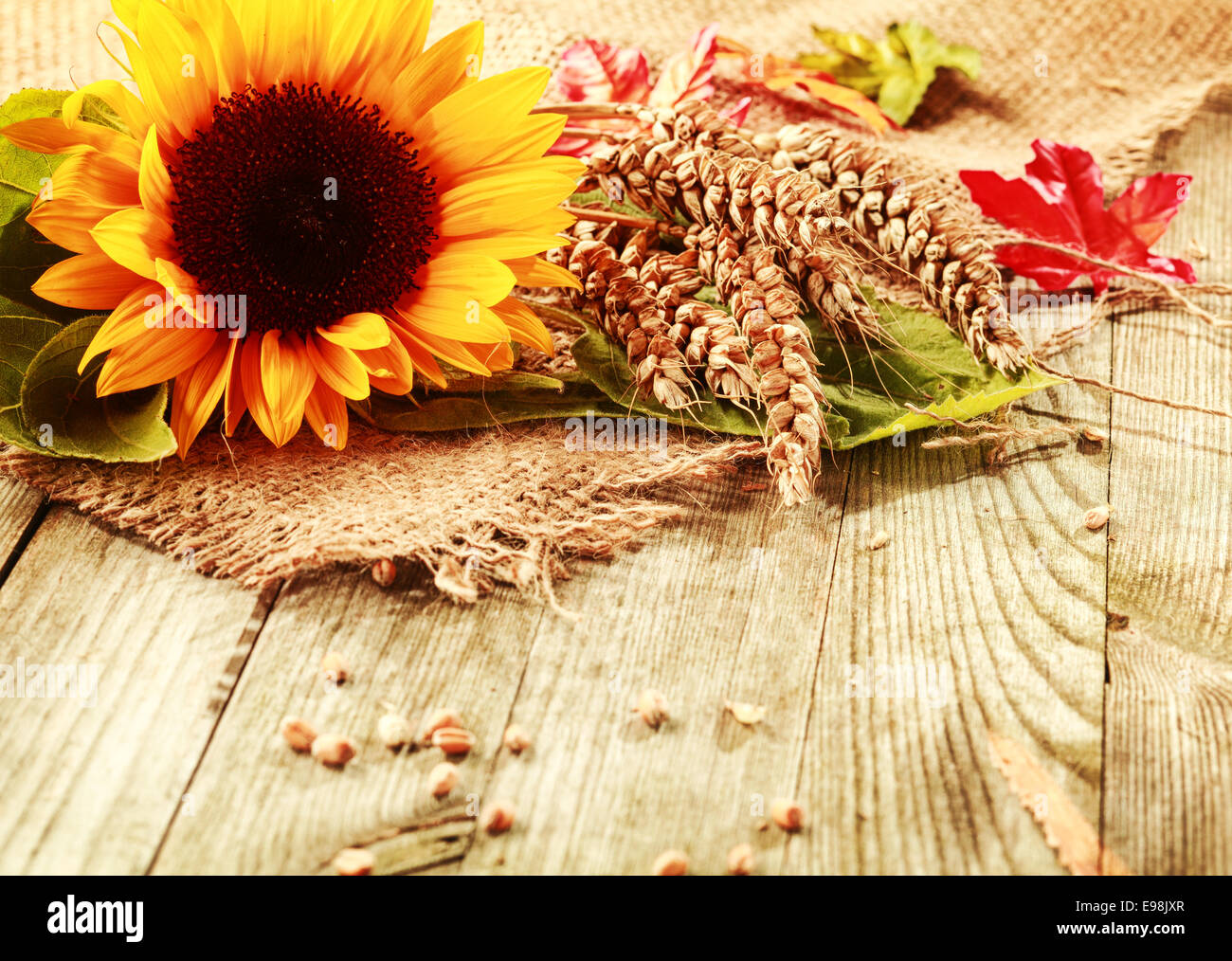 Summer or fall background with a vivid yellow fresh sunflower and freshly harvested ripe ears of wheat on a square of hessian fabric on rustic wooden boards with copyspace Stock Photo