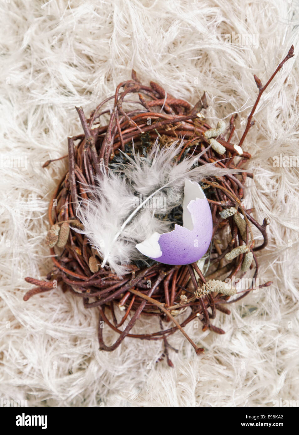 Lavender colored egg shell in a small nest with a bird feather Stock