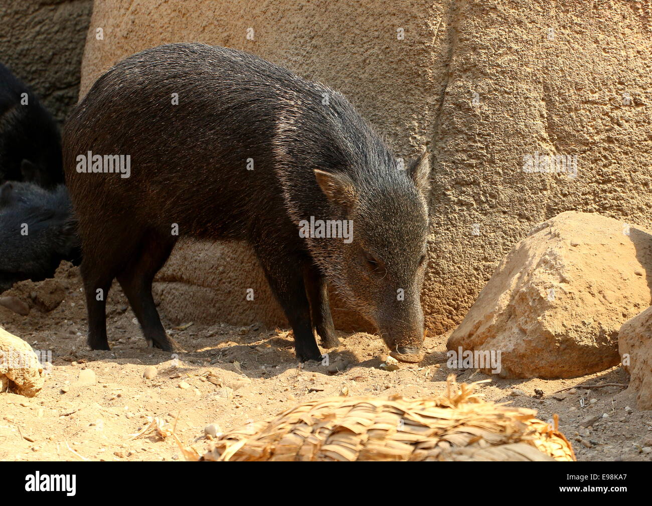 Pecari a collier hi-res stock photography and images - Alamy
