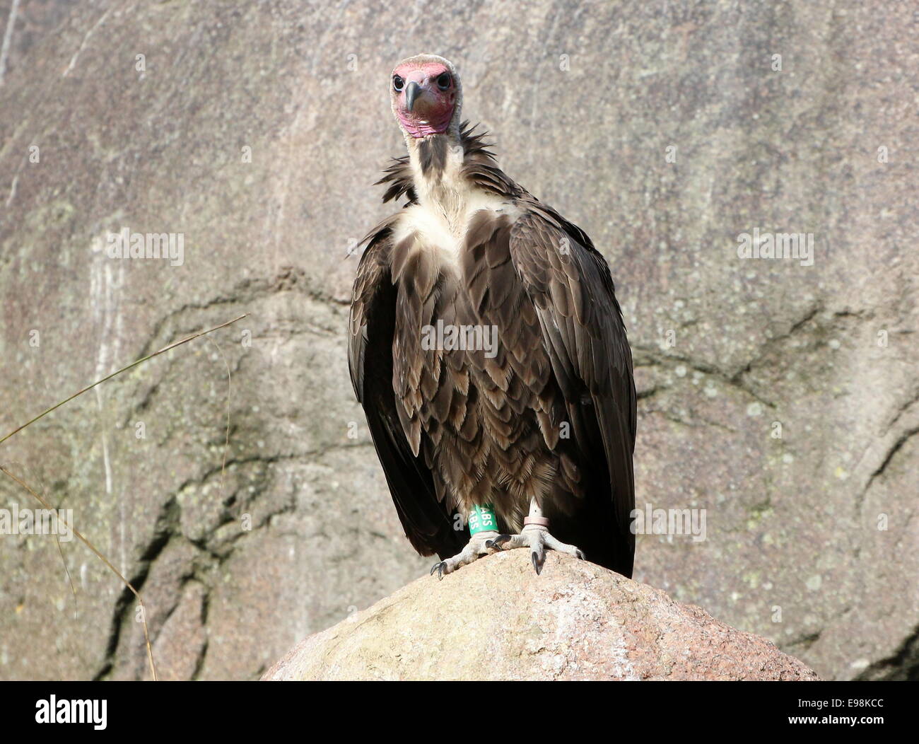 African Hooded vulture (Necrosyrtes monachus) posing on a rock Stock Photo