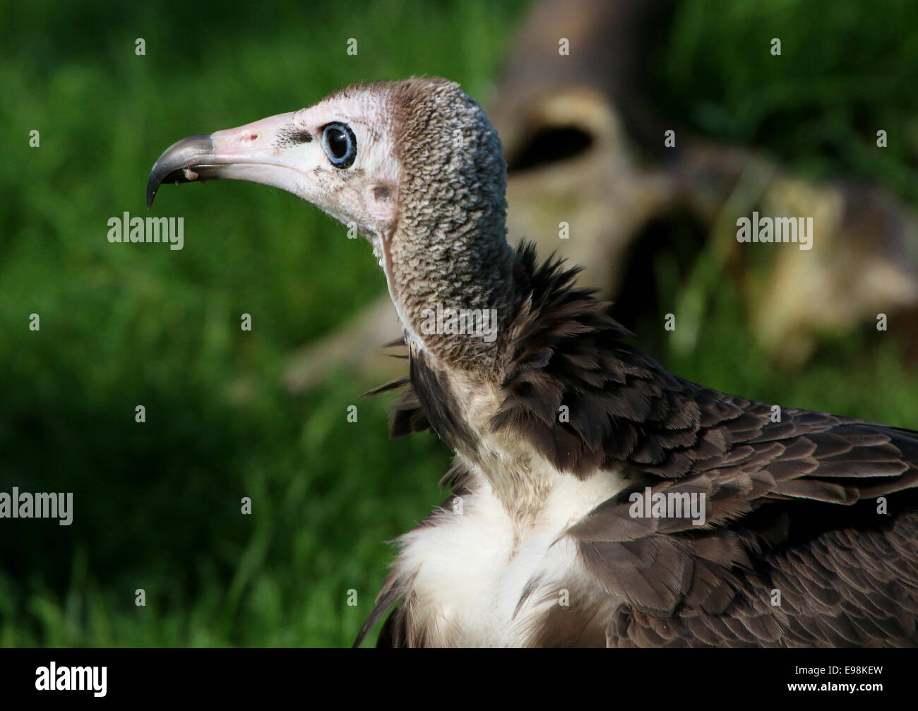 Juvenile African Hooded vulture (Necrosyrtes monachus), close-up of head Stock Photo