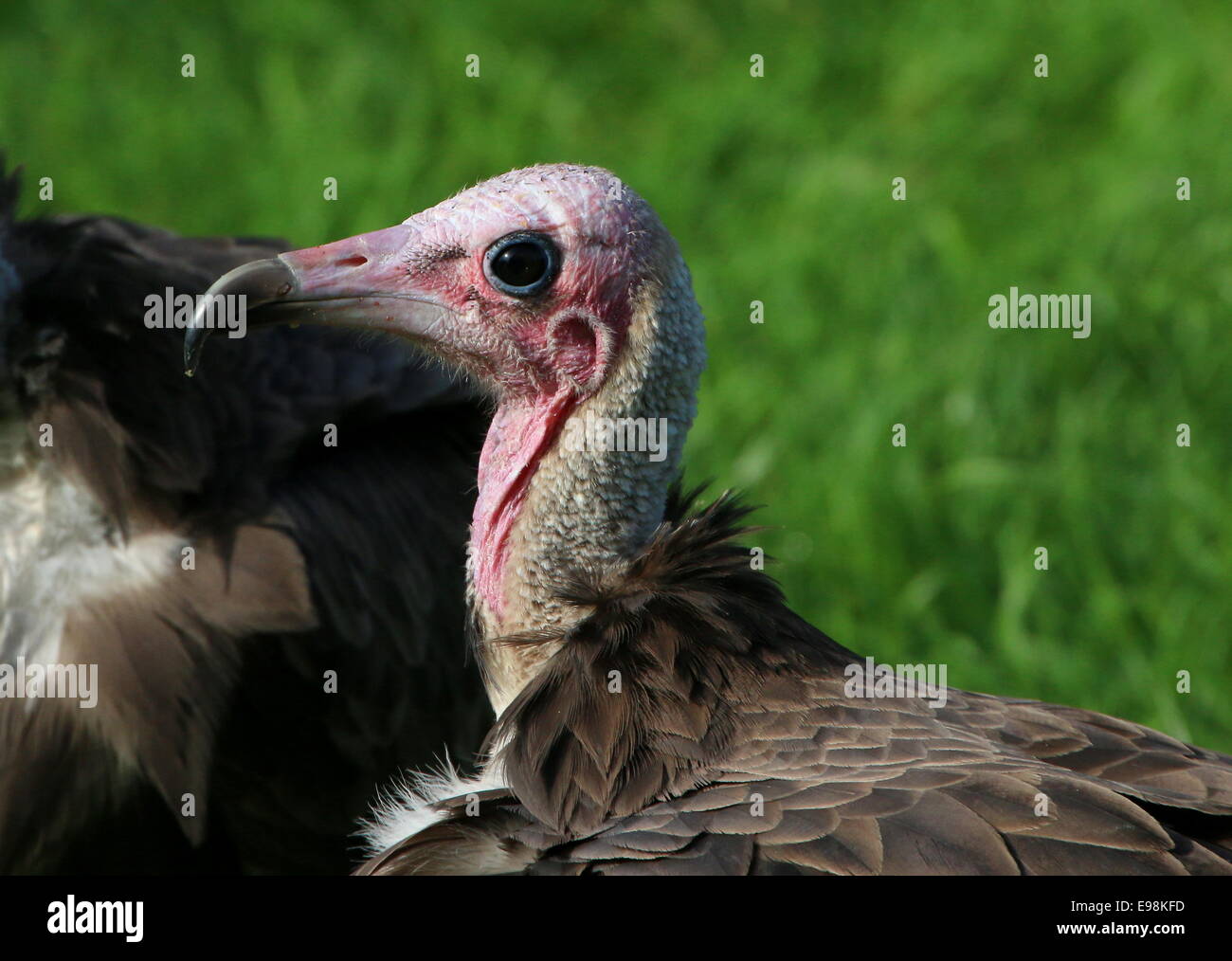 African Hooded vulture (Necrosyrtes monachus), close-up of head Stock Photo
