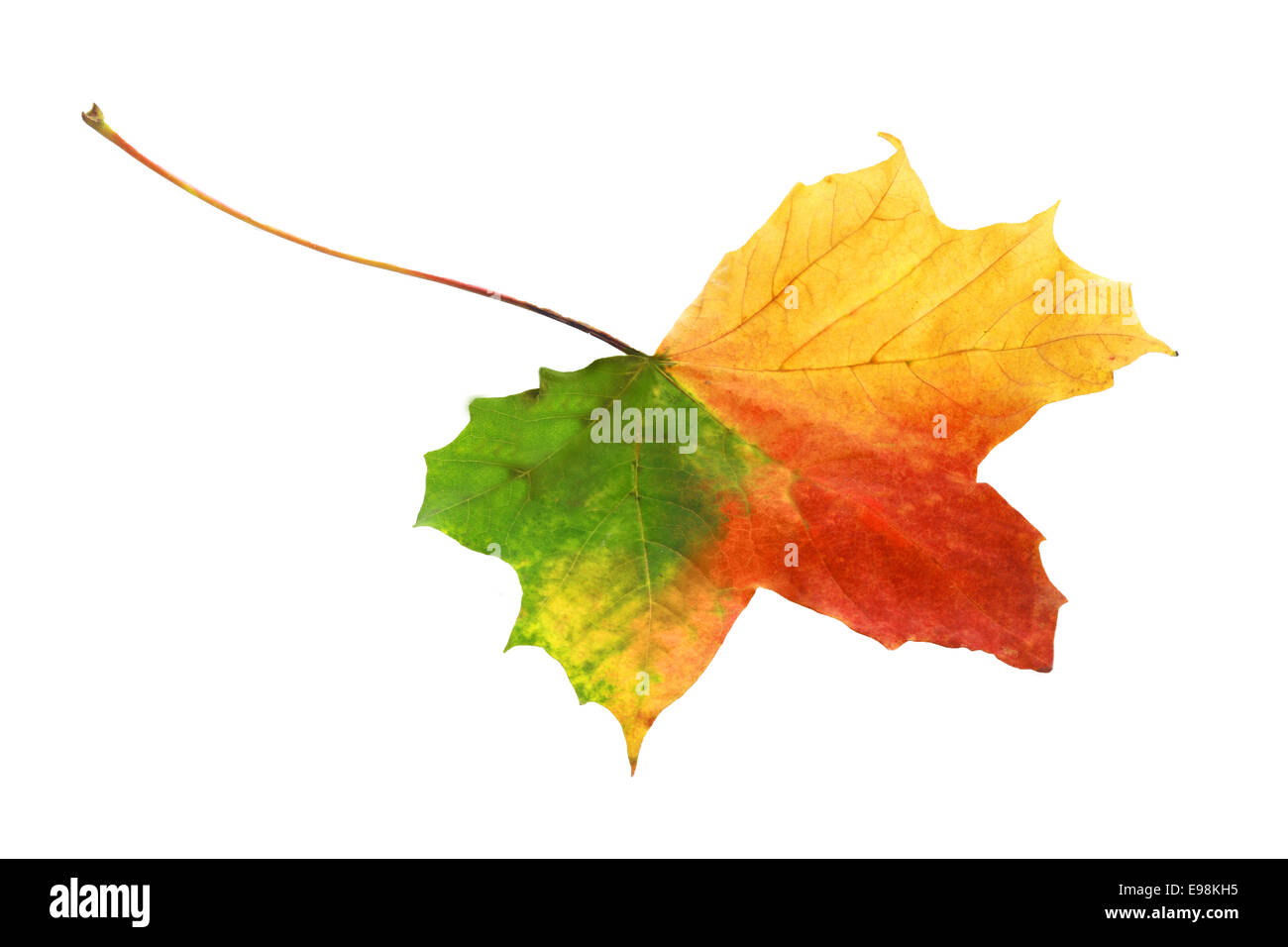 Beautiful bright vibrant tricolor autumn leaf in shades of red, green and yellow showing the changing of the seasons isolated on a white background Stock Photo