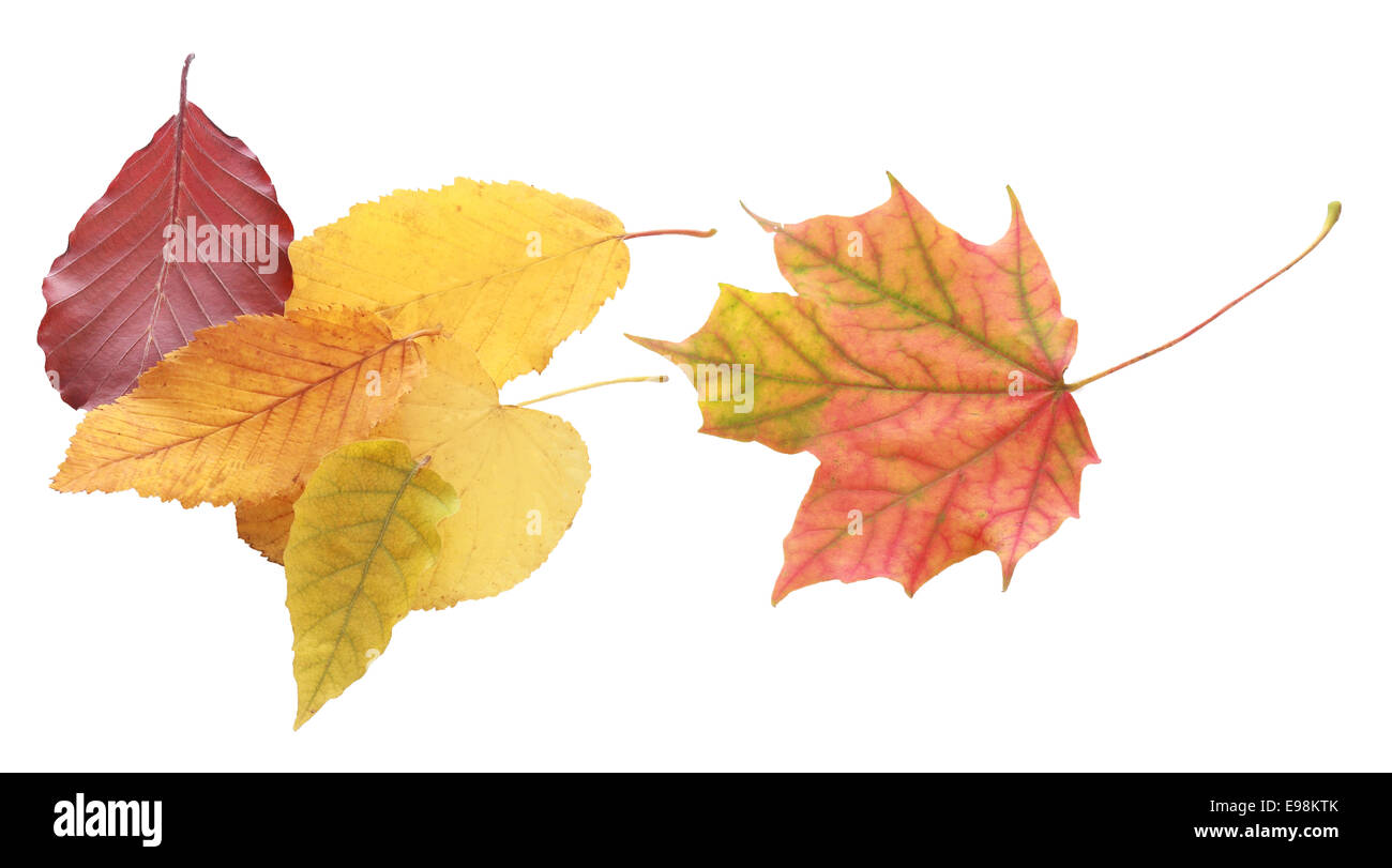 Still Life of Collection of Autumn Leaves on White Background Stock Photo