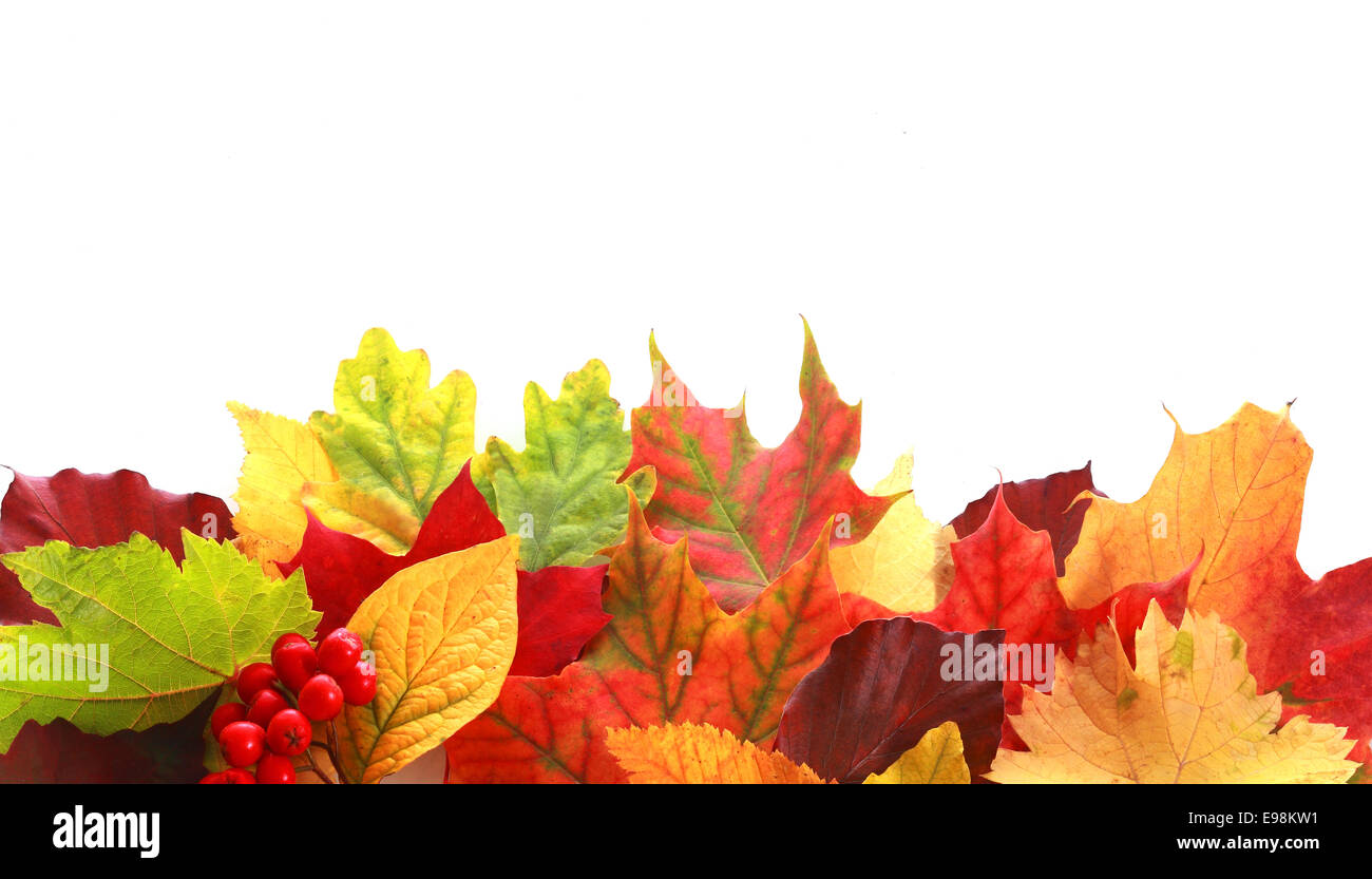 Colorful selection of a variety of autumn leaves in different shapes and colors forming a border over white copyspace for your text or Thanksgiving message with a sprig of red fall berries Stock Photo
