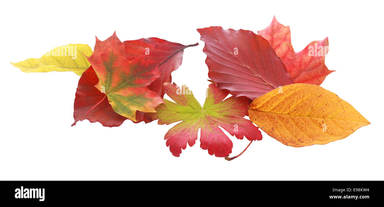 Various Autumn Leaves from Different Trees on White Background Stock Photo