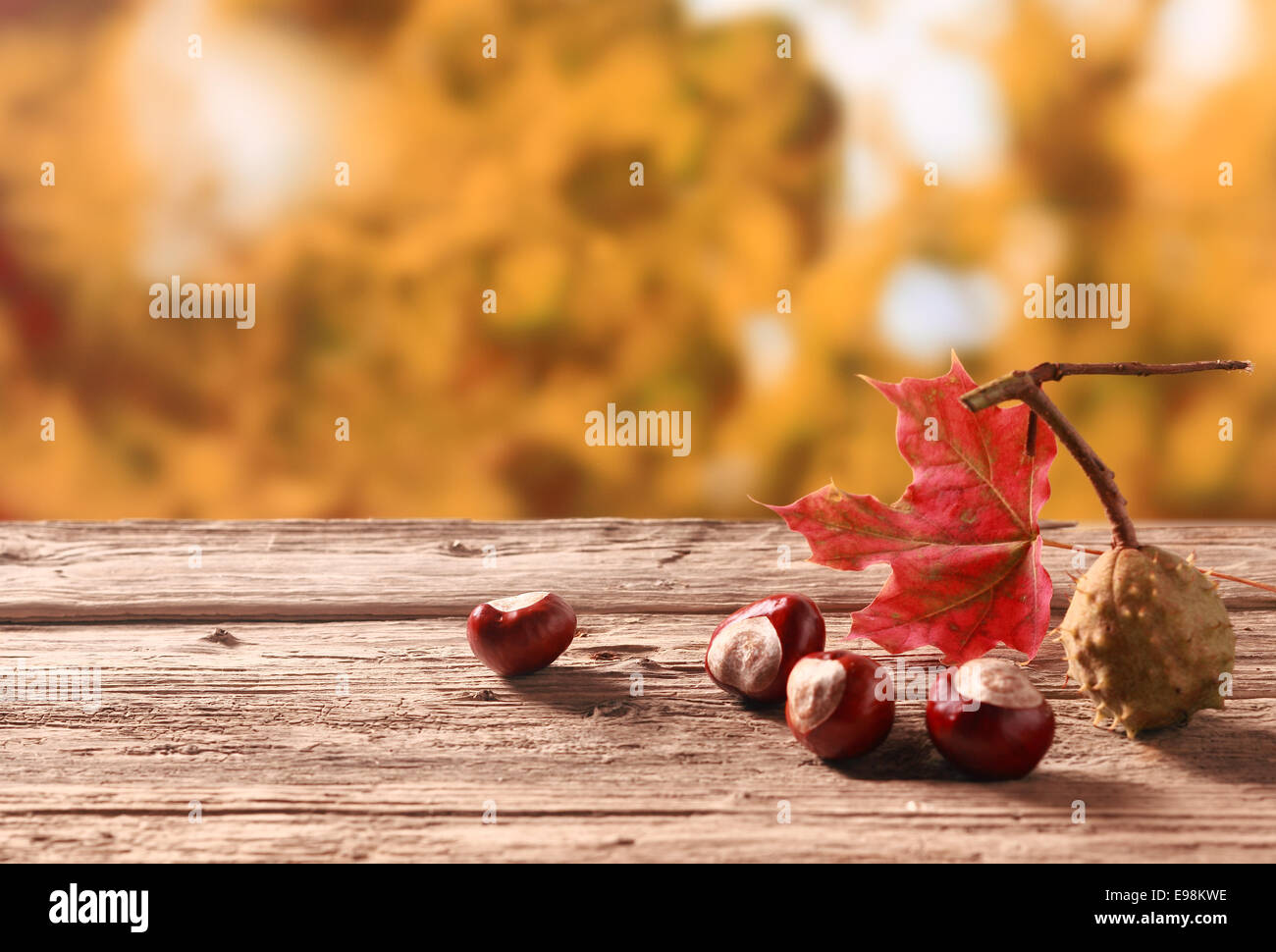 Fresh chestnuts from an autumn harvest lying on an old rustic wooden table with a colorful red leaf against a backdrop of autumn foliage in a garden, with copyspace Stock Photo