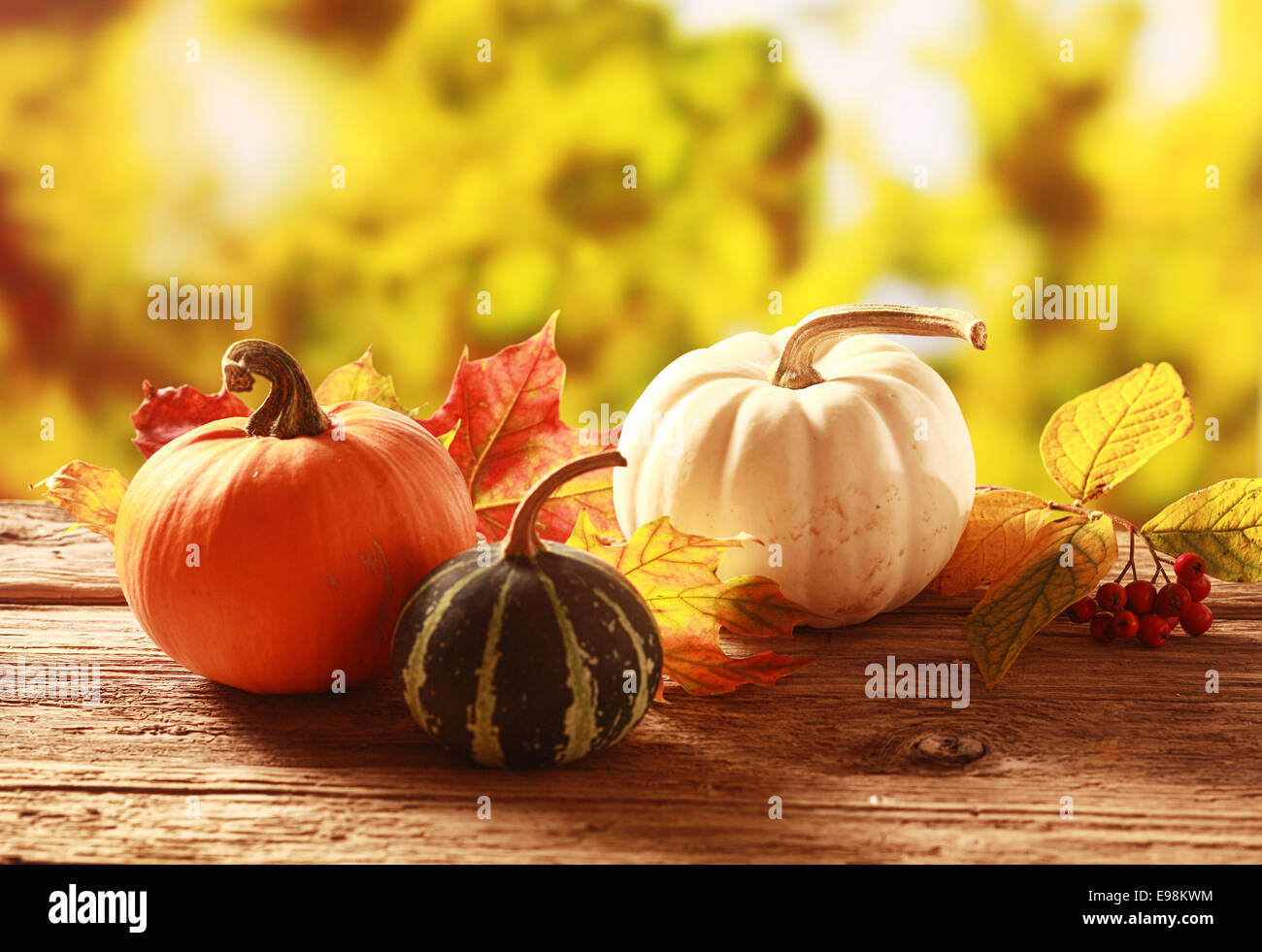 Colorful autumn harvest with an orange, variegated green and white pumpkin and squash amongst colorful fall leaves on a rustic wooden table in a golden autumnal garden with copyspace Stock Photo