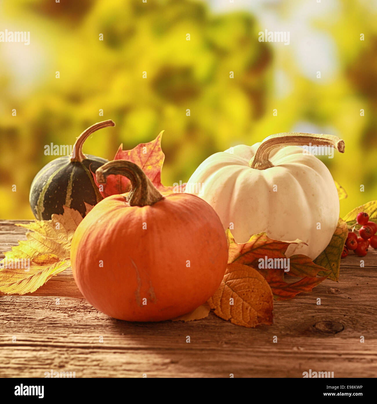 Three cucurbita squash and pumpkins in orange, white and variegated colors standing amongst colorful fallen autumn leaves on a rustic wooden table in a golden fall garden Stock Photo