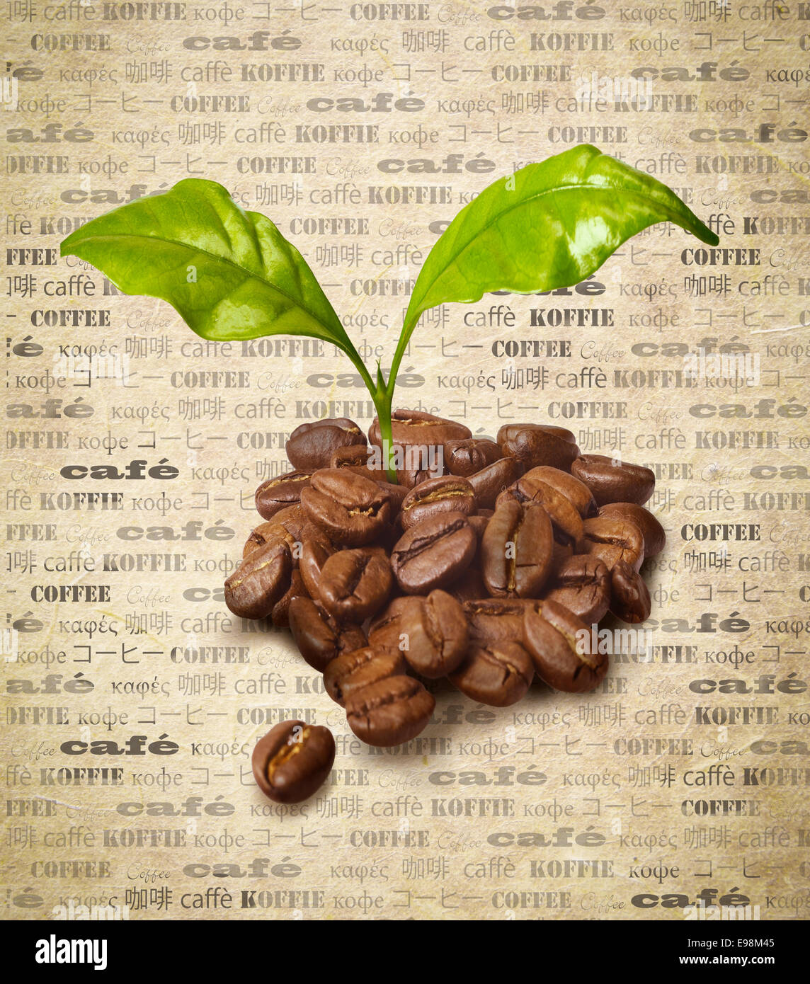 Coffee beans with fresh growing green leaves on a backround of aged paper with the word coffee repeated multiple times in different languages Stock Photo