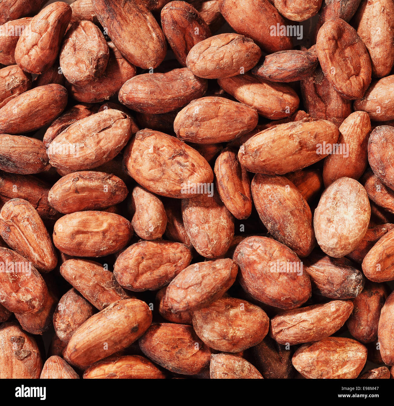 a Handful Cacao Beans full framed close up Stock Photo
