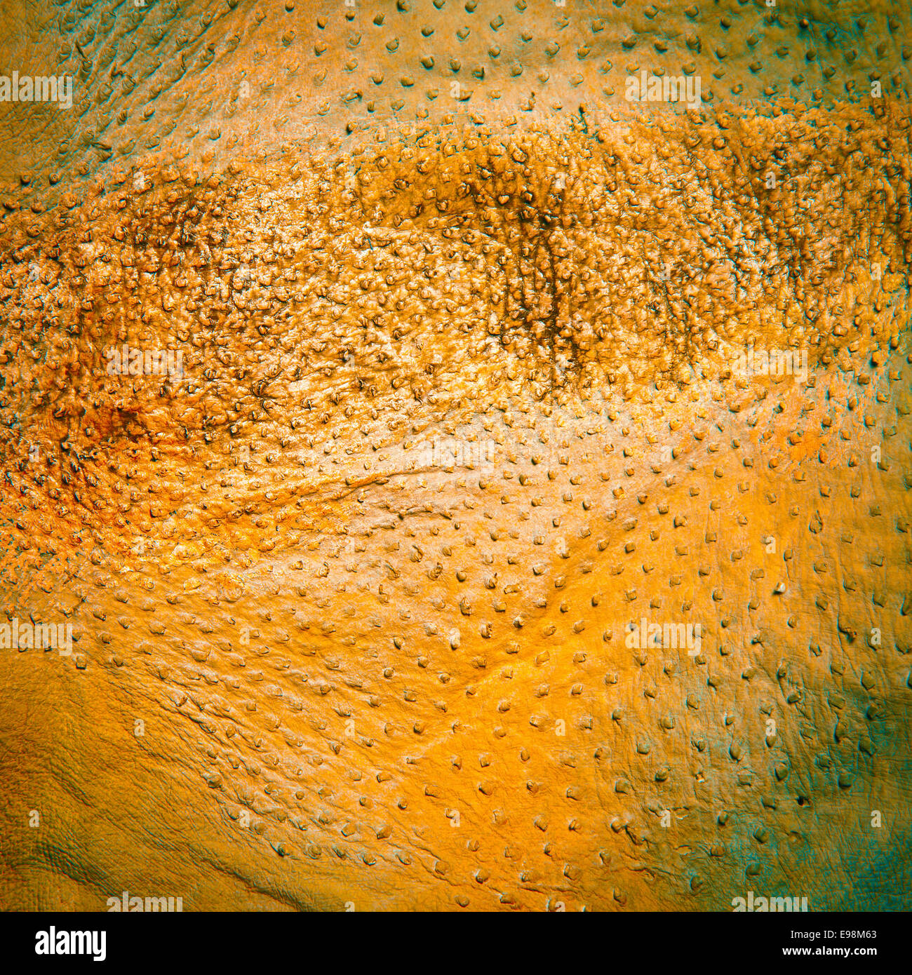 Large piece of tanned and dyed ostrich leather showing quill marks and