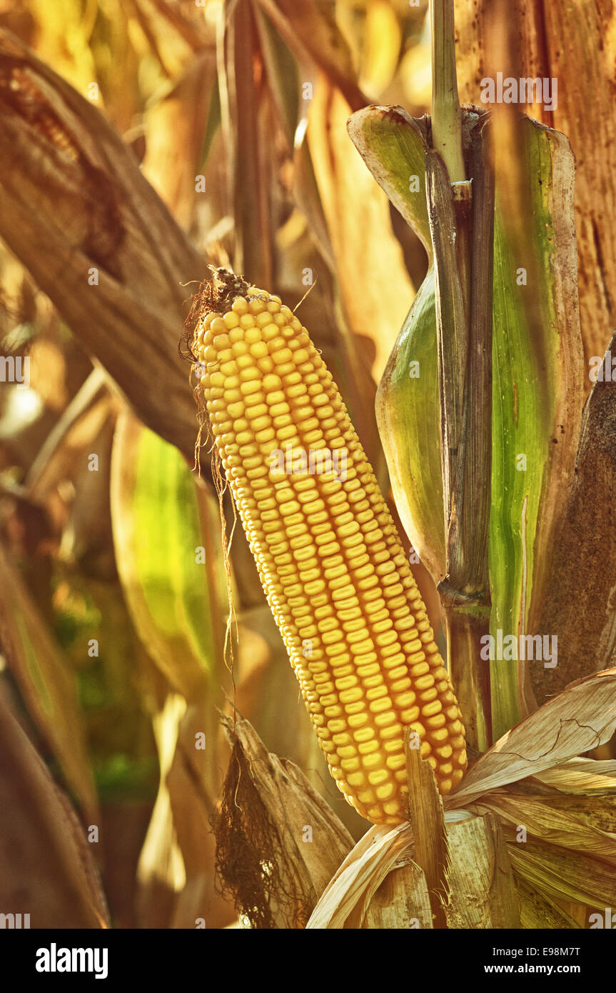 Ripe maize corn on the cob in cultivated agricultural field ready for ...