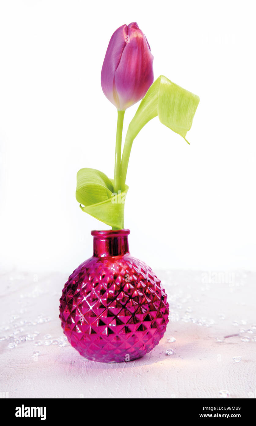 Single pink tulip flower in an irridescent pink vase on a white ...