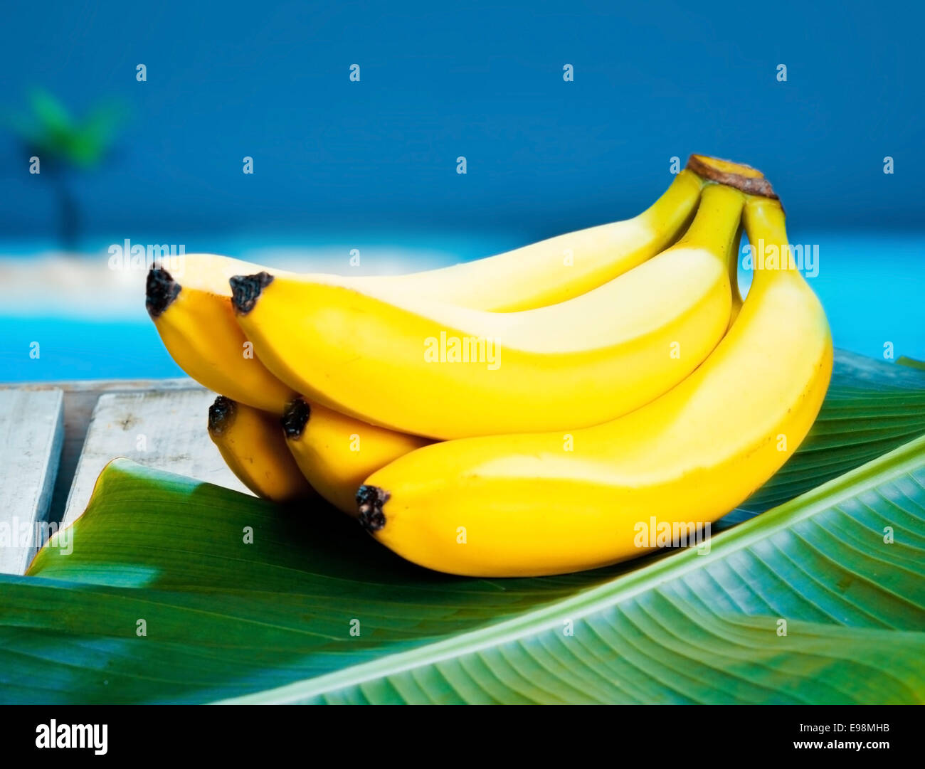 Bunch of ripe yellow bananas nestling on a banana frond under a blue tropical sky Stock Photo
