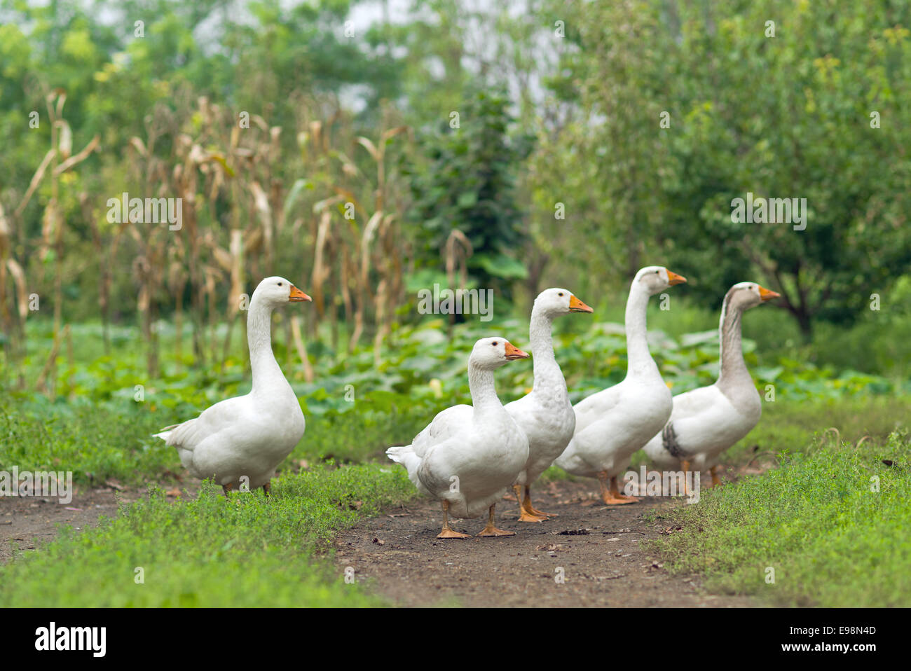 Flock of white domestic geese on the farm. Stock Photo