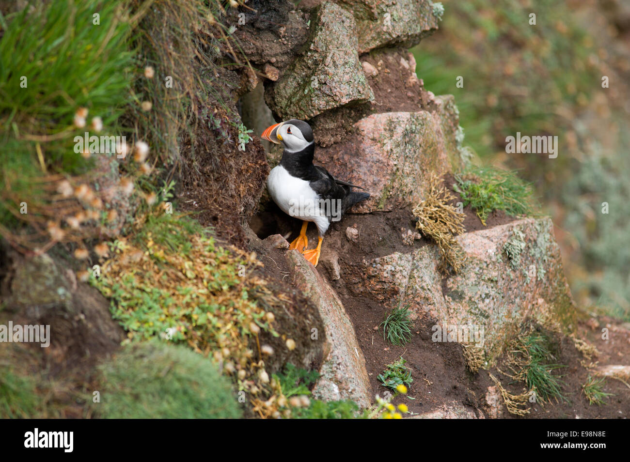 Comical and colourful Puffin on the rocky coast near Bullers of Buchan Stock Photo