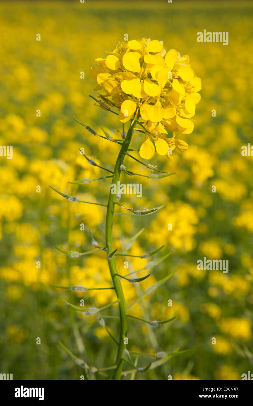 Sinapi Mustard