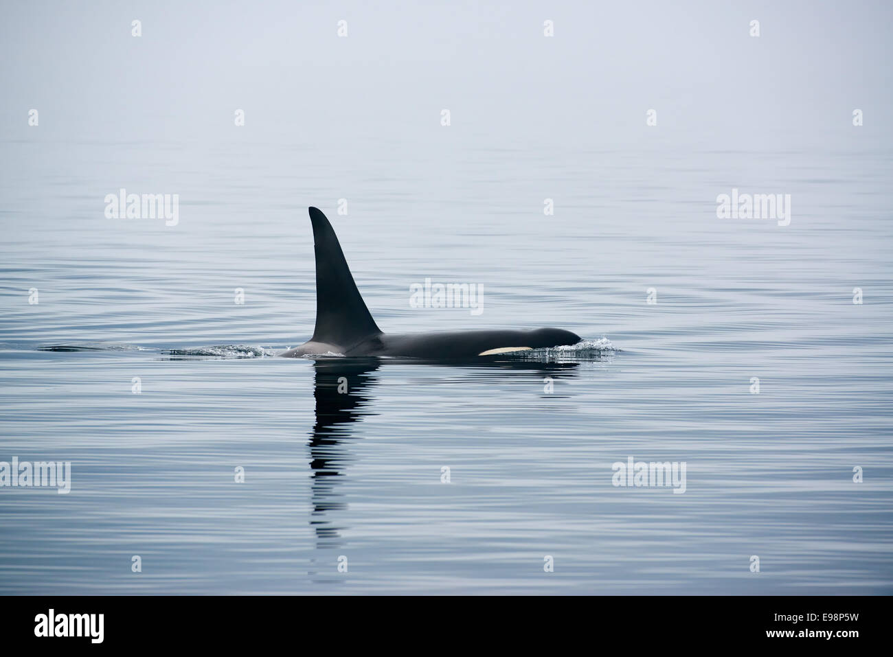 Killer Whale with huge dorsal fins at Vancouver Island, whale watching Stock Photo