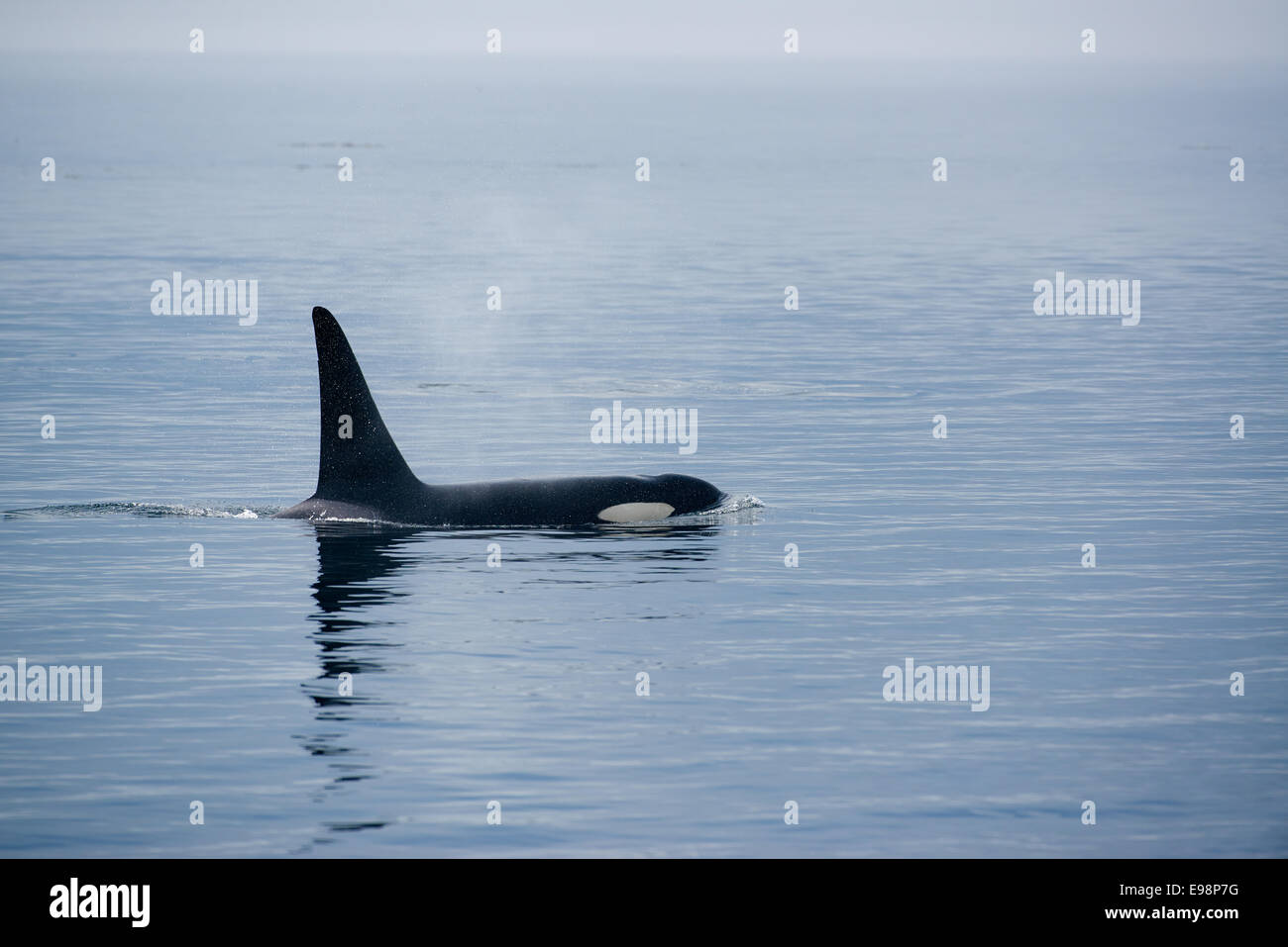 Killer whale dorsal fin hi-res stock photography and images - Alamy