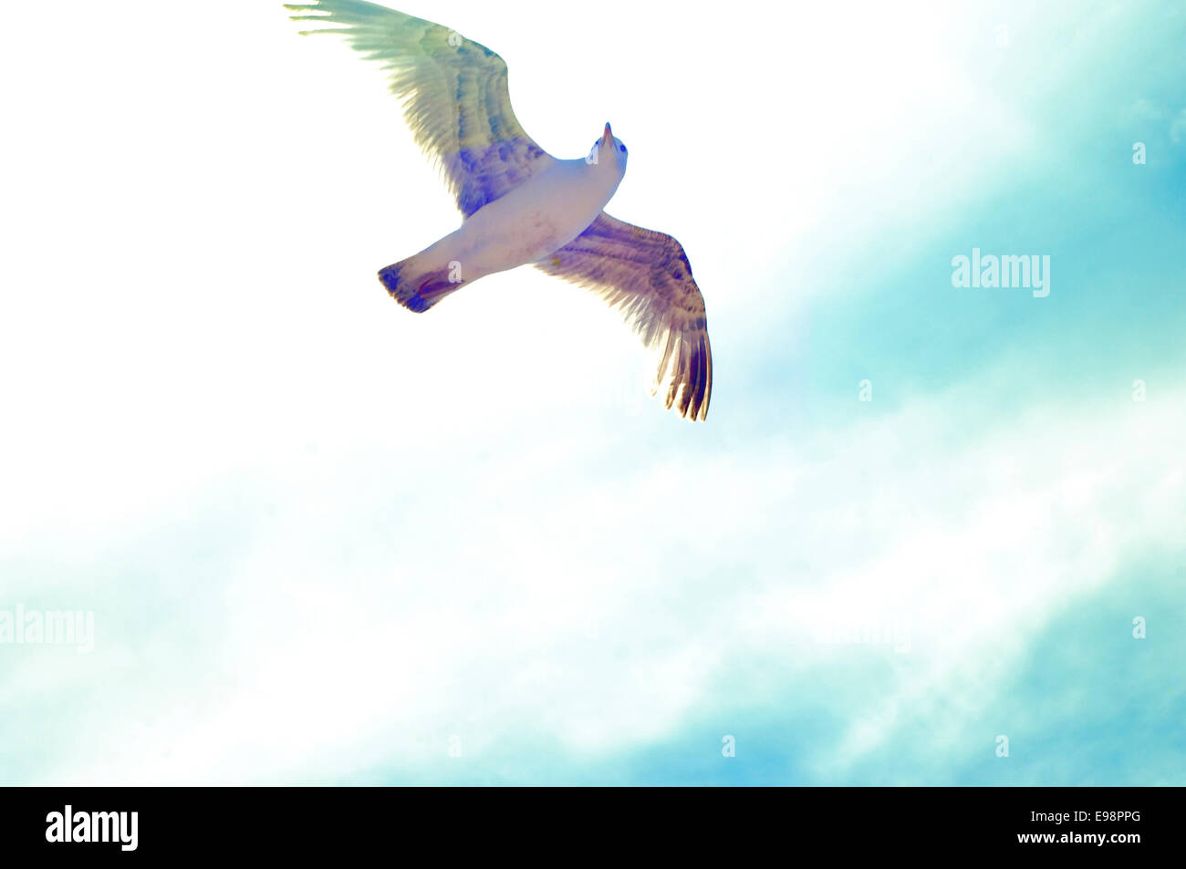 Seagull flying against the sun Stock Photo