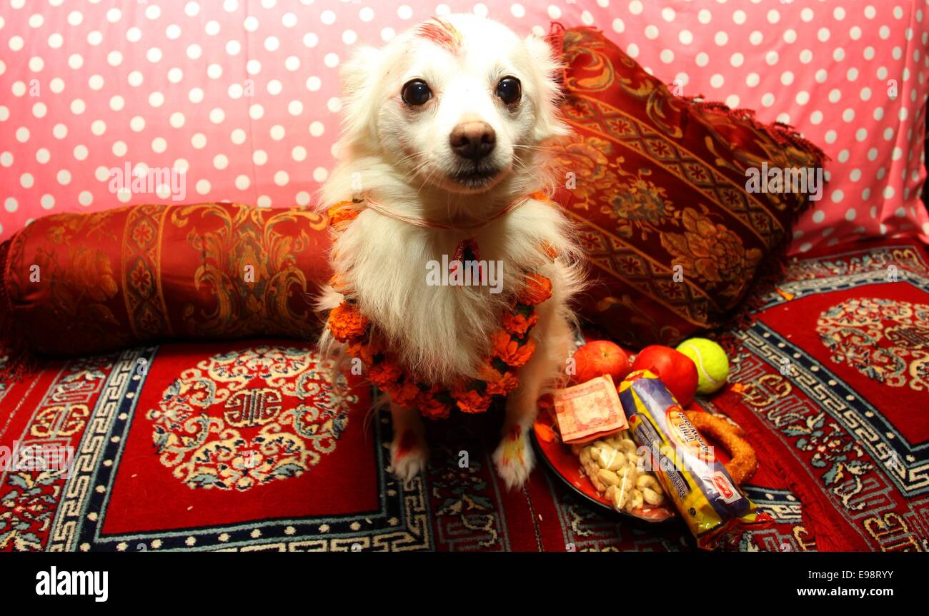 Kathmandu, Nepal. 22nd Oct, 2014. A dog is worshipped by a Nepalese devotee at home on the second day of Tihar festival in Kathmandu, Nepal, on Oct. 22, 2014. "Tihar", the Hindu festival of lights, is celebrated for five days. Each day is dedicated to different religious figures including cow, crow and dog, signifing deep relations between human beings, God, and animals. Credit:  Sunil Sharma/Xinhua/Alamy Live News Stock Photo