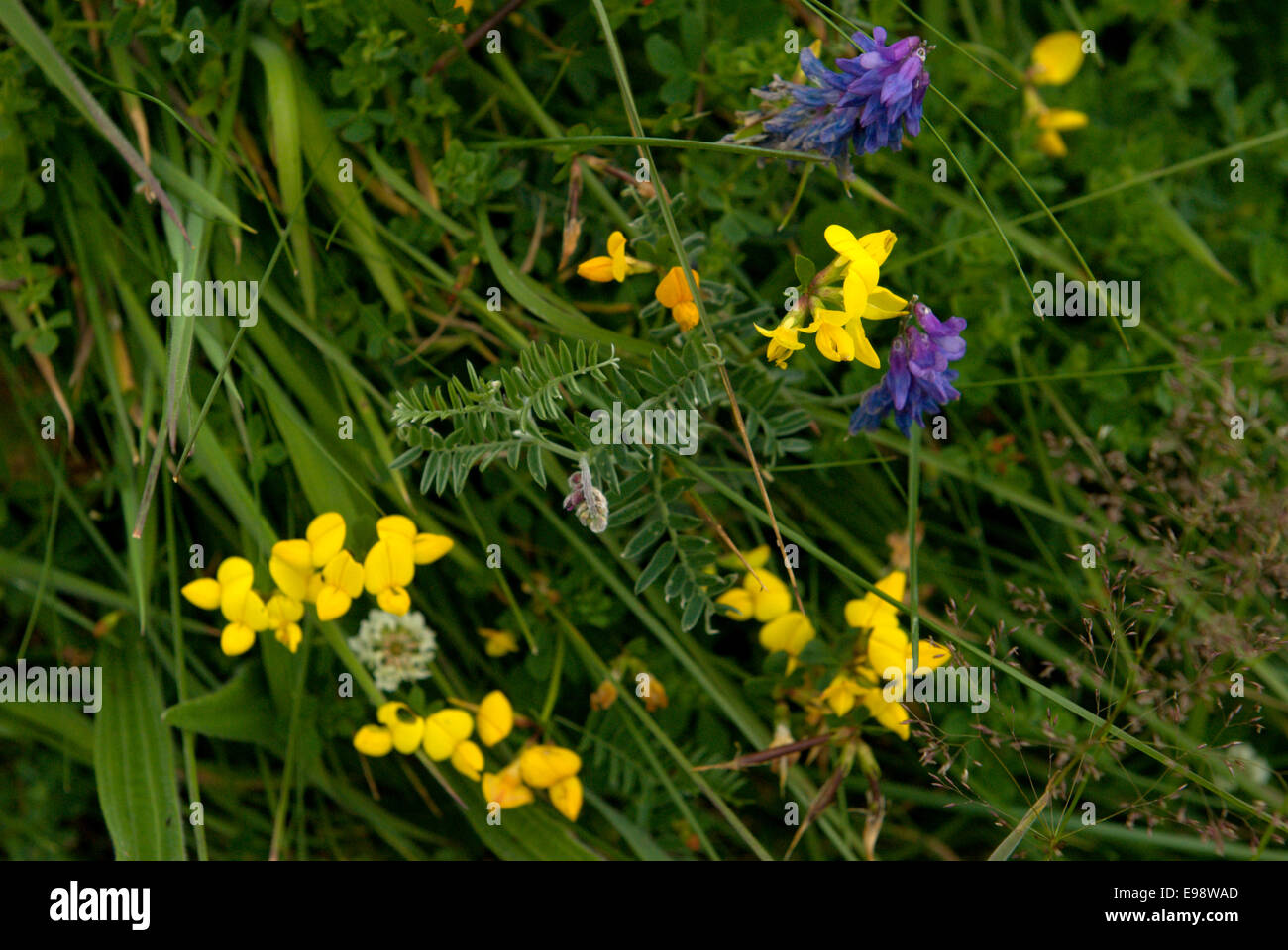 A small patch of wild flower filled grass on the coast path from Bullers of Buchan in Aberdeenshire Scotland Stock Photo